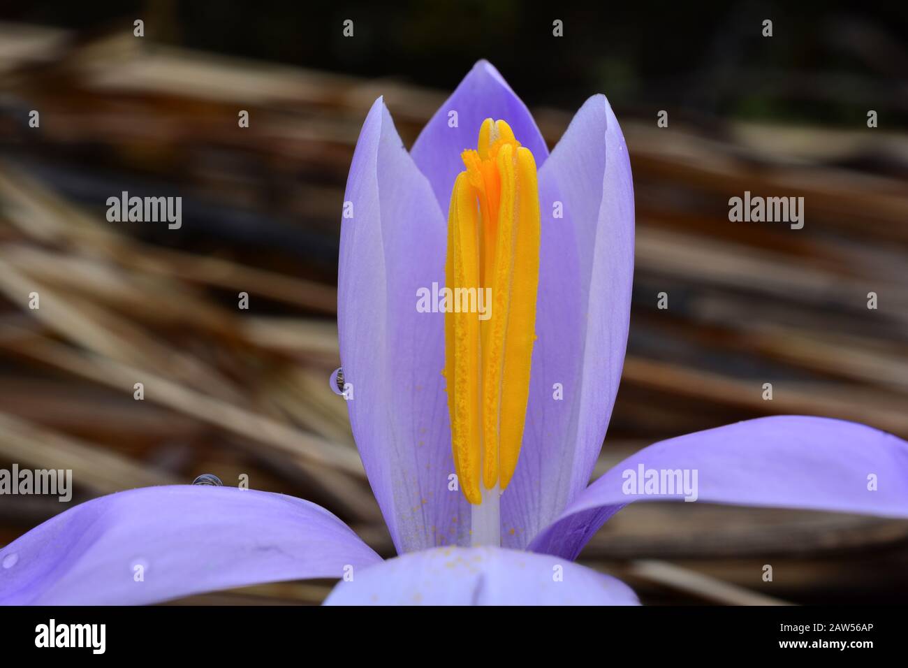 Violetter Frühlings-Krokus-Blume Nahaufnahme, horizontale Ausrichtung Stockfoto