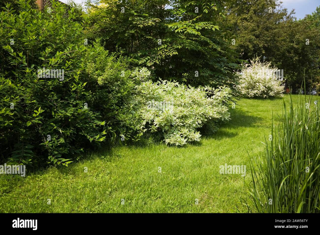 Gepflegte grüne Gras Rasenallee mit Laubbäumen, die auch Ein weiß blühender Salix Integra 'Hakuro Nishiki' - Weidenstrauch Bäume im Garten Stockfoto