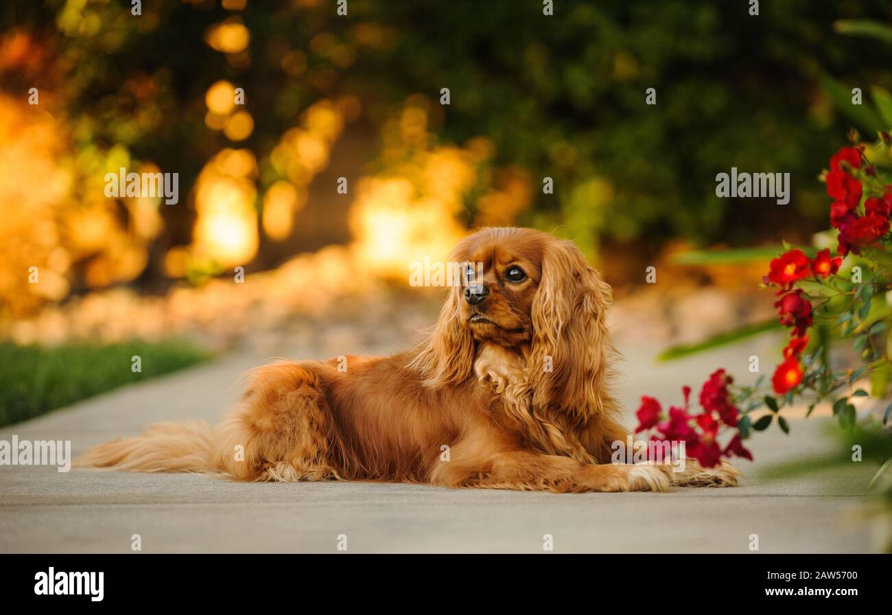 Cavalier King Charles Spaniel Hund im Freien Porträt Stockfoto