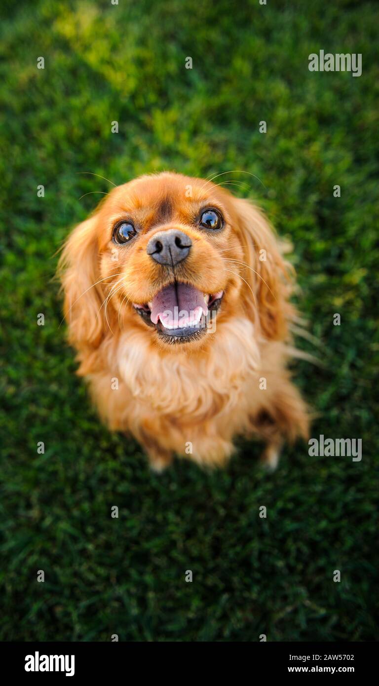 Cavalier King Charles Spaniel Hund im Freien Porträt Stockfoto