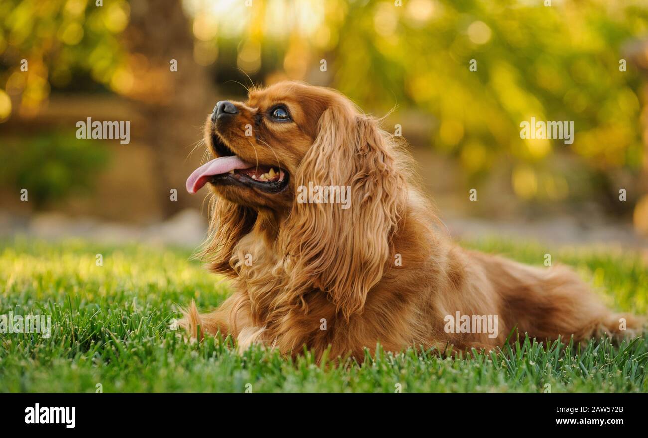 Cavalier King Charles Spaniel Hund im Freien Porträt Stockfoto