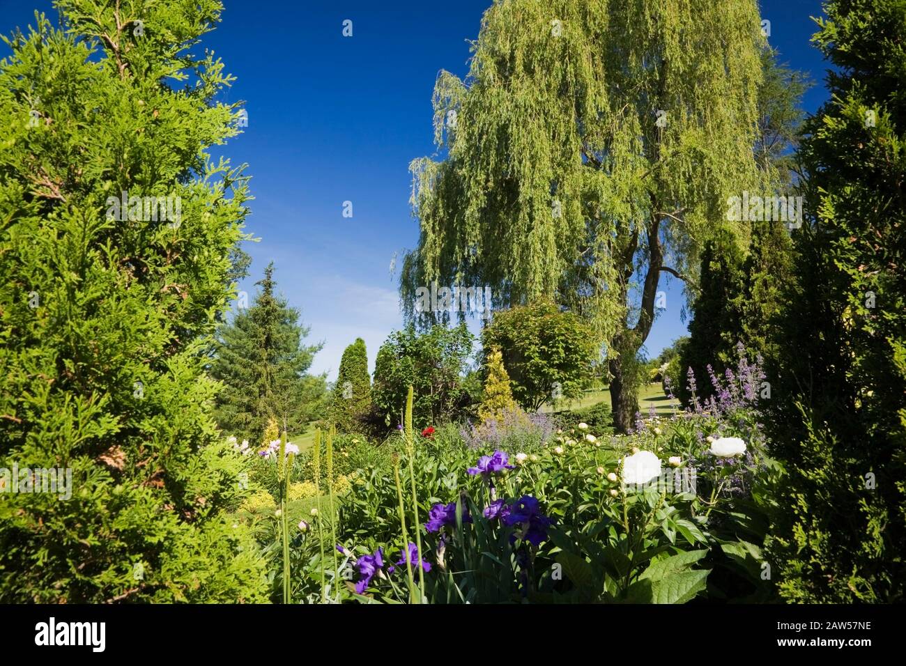 Salix alba garden spring Fotos und Bildmaterial in hoher Auflösung