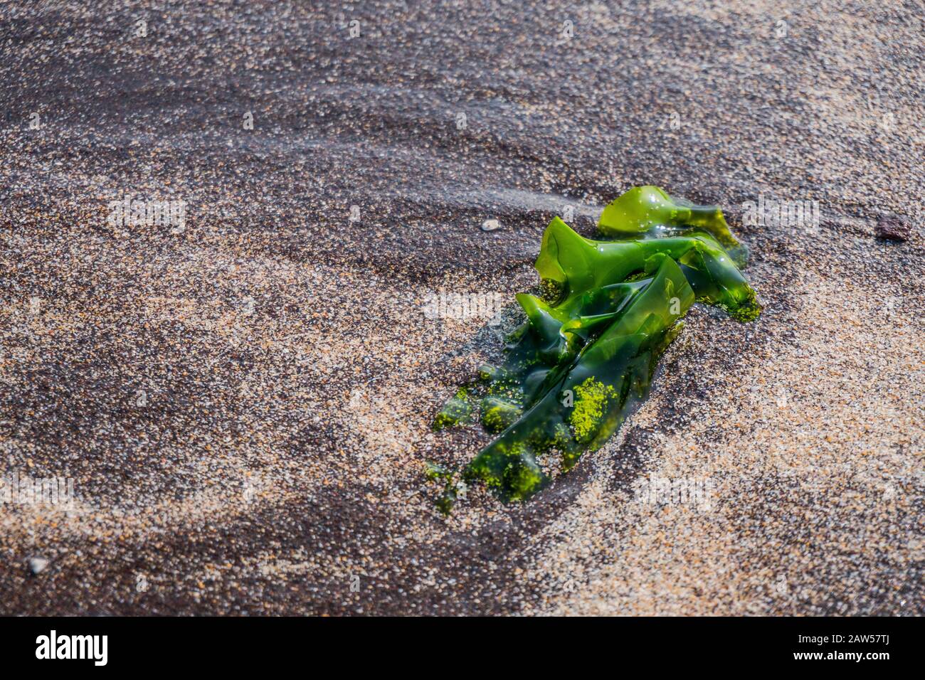 Algen am Strand. Grün sehen Sie Gras auf der Oberseite des schwarzen Sandes. Stockfoto