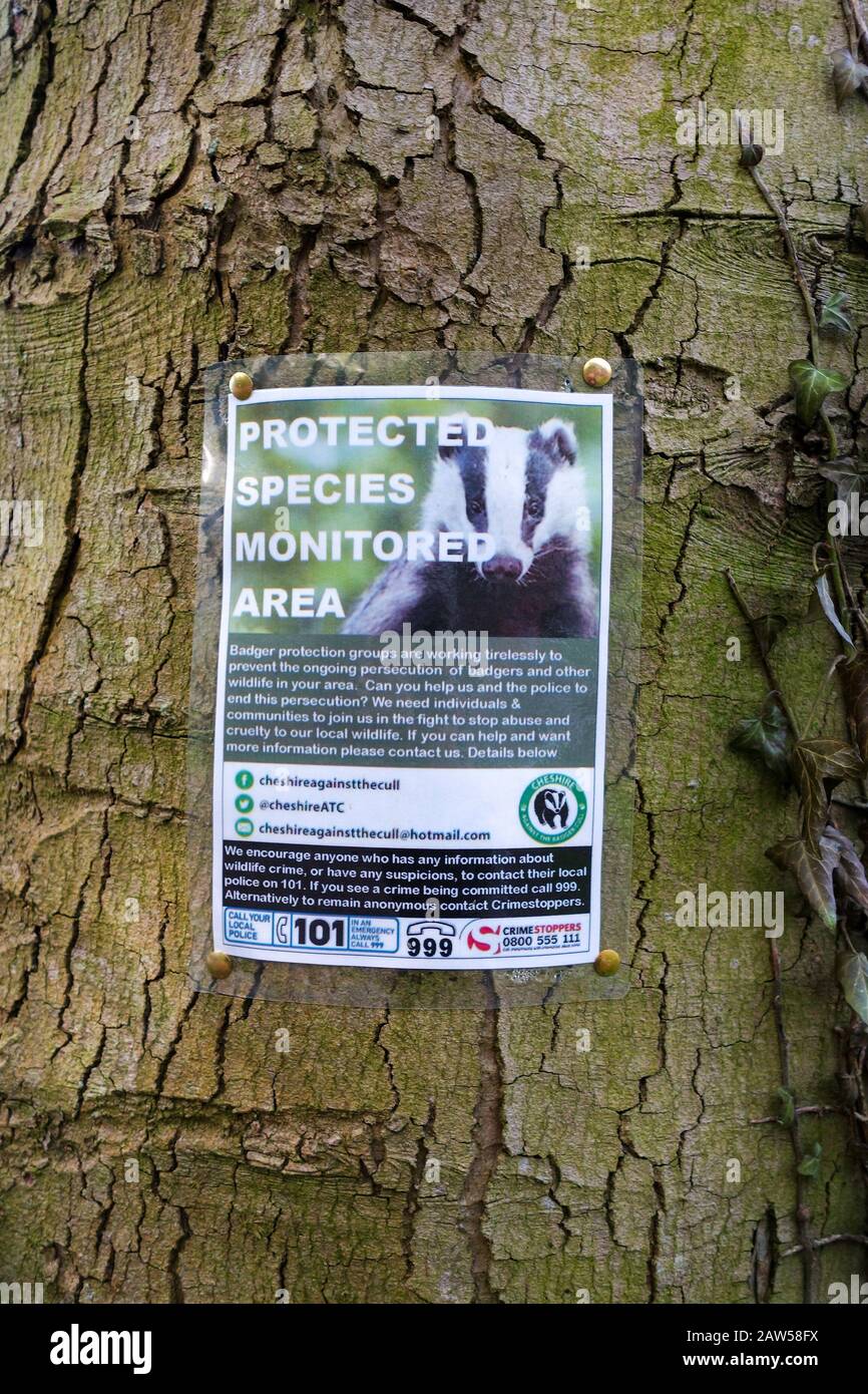 Ein Schild an einem Baum, das sagt, dass "Geschützte Arten überwachte Fläche" die Dachse und den Keulen in Cheshire, England, Großbritannien schützt Stockfoto