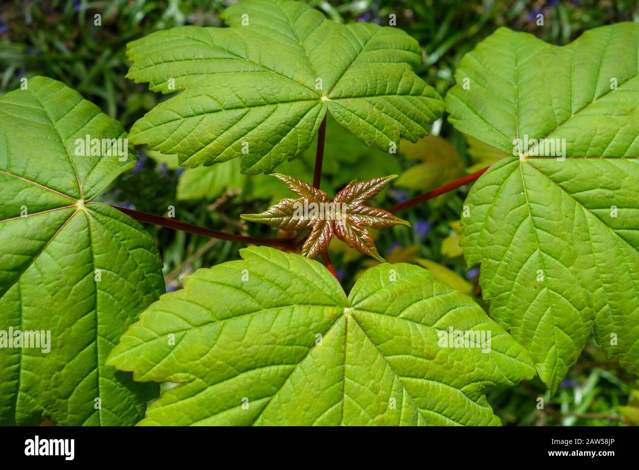 Neues Wachstum der Blätter im Frühling eines Sycamore-Baumes (Acer pseudoplatanus), England, UK Stockfoto