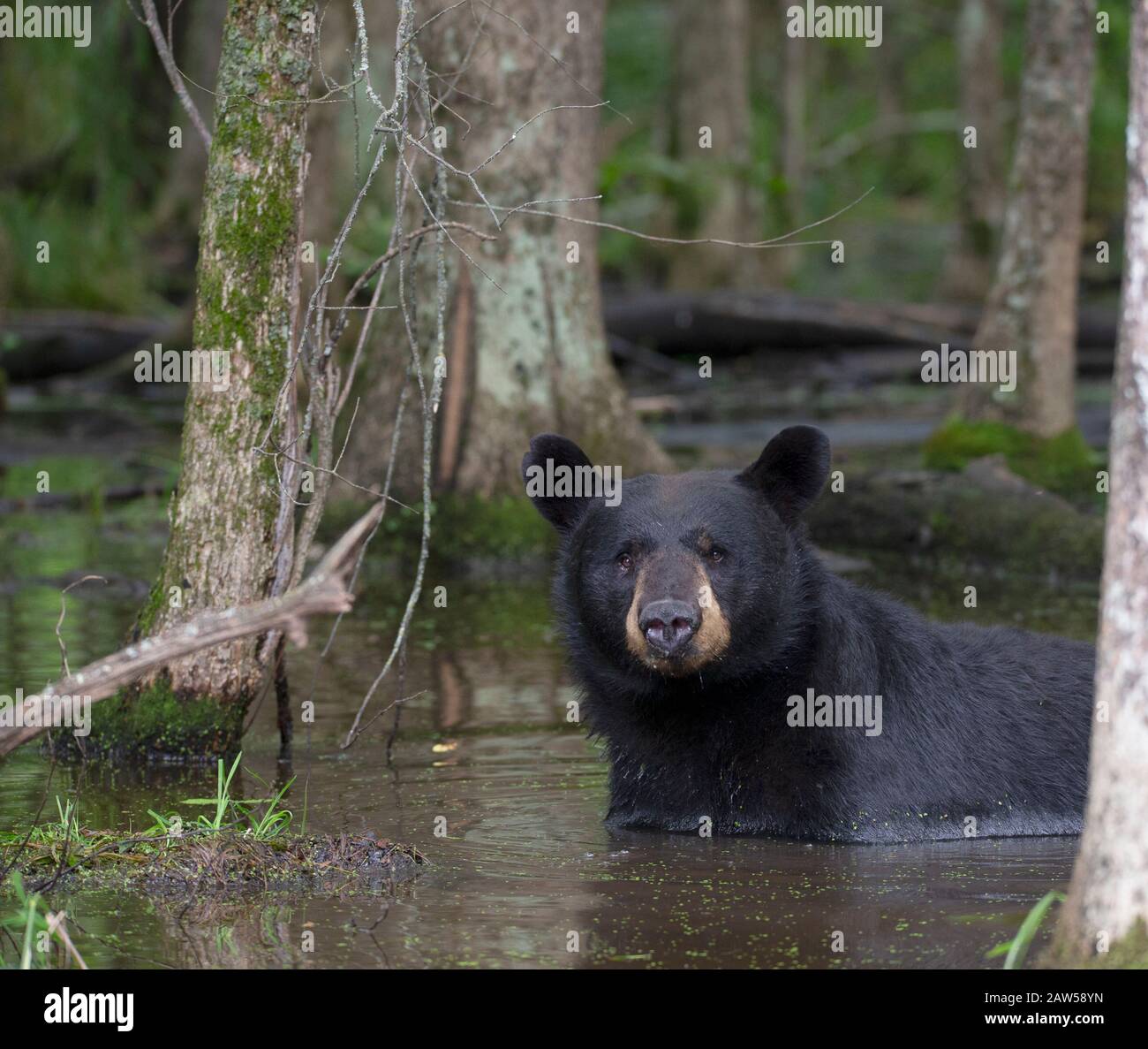 Abkühlen, abkühlen des Bären, Abkühlen des Schwarzbären tief im Wald. Es ist hier heiß. Brauchen Sie Erleichterung, ahhh, das sich gut anfühlt. Stockfoto
