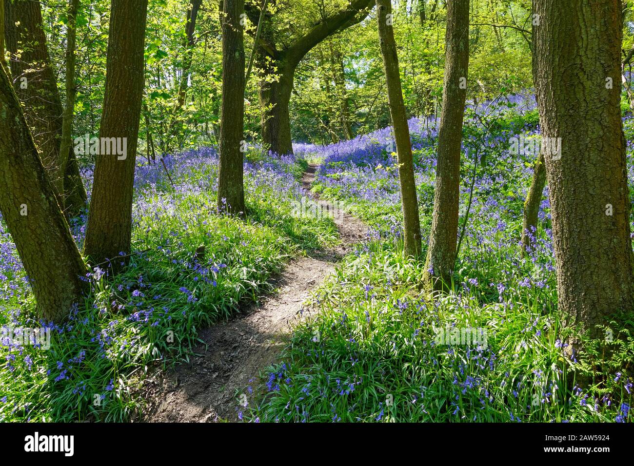 Gemeine Bluebells (Hyacinthoides non-scripta) mit einem Fußweg durch einen englischen Wald mit buchenfagus-Bäumen Blätter grünen Frühling, England, Großbritannien Stockfoto
