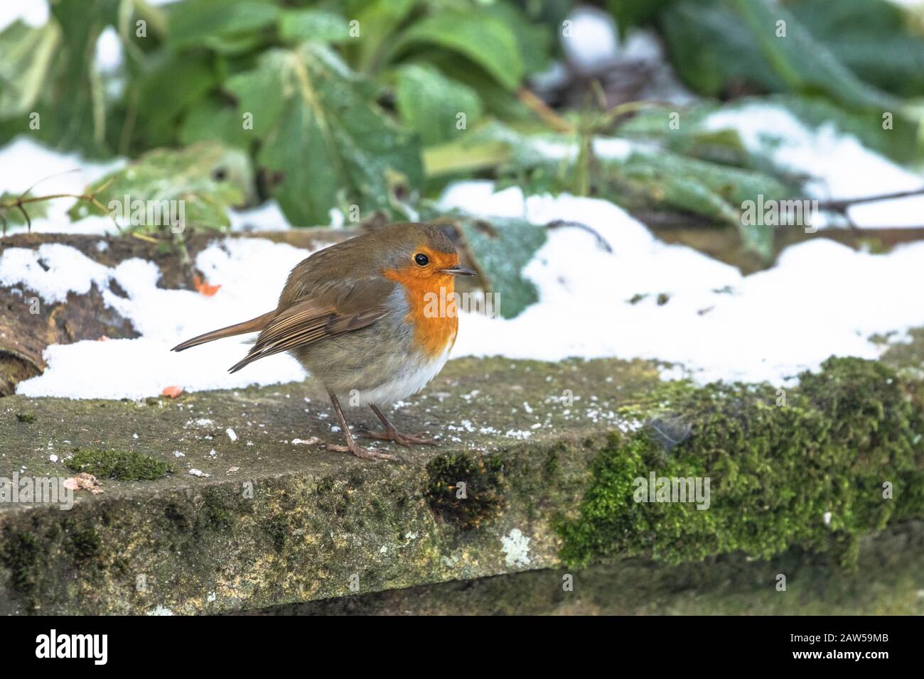 Ein Robin (Großbritannien) an einer Gartenmauer im Winterschnee. Stockfoto