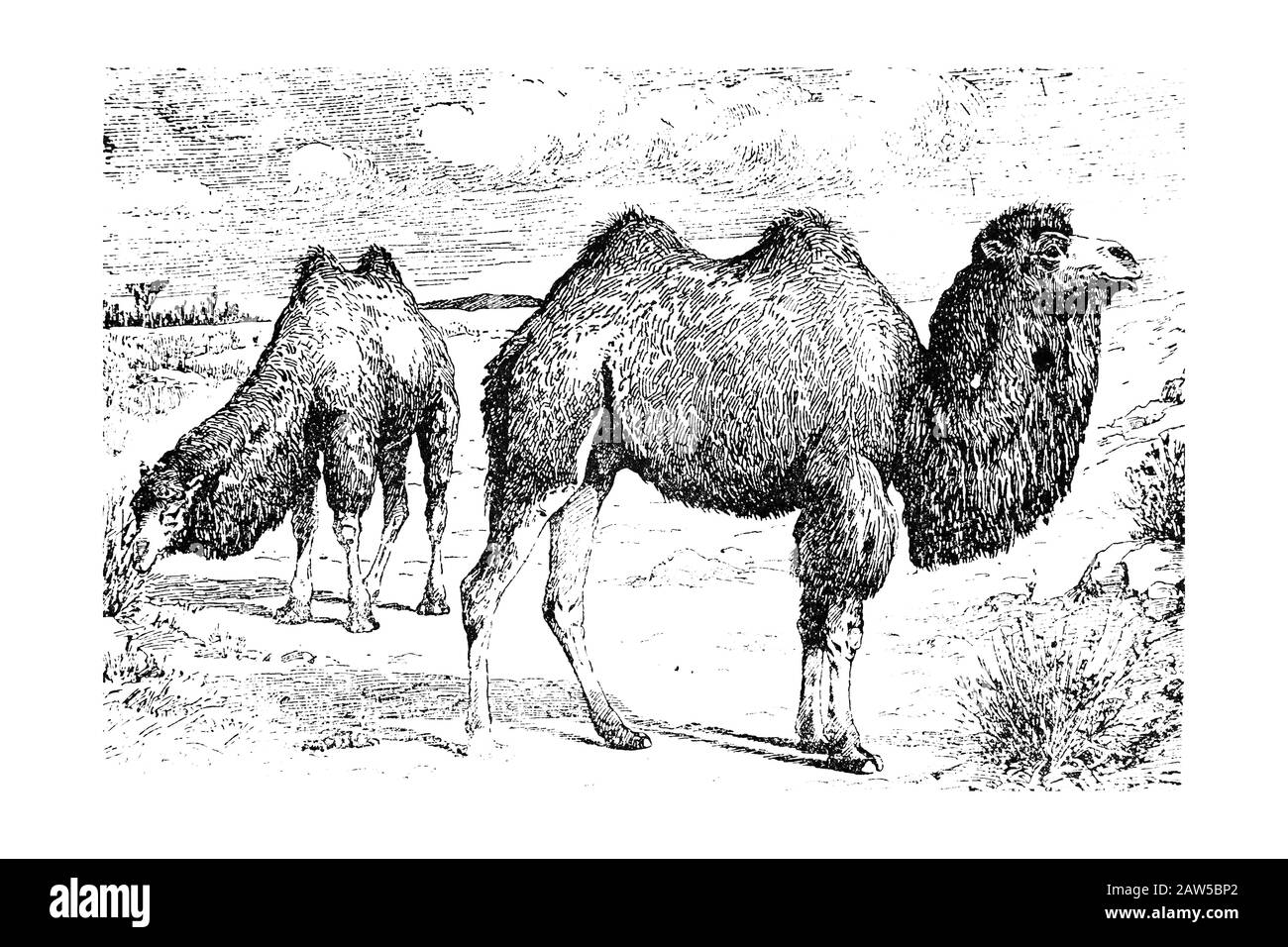 Kamel - Gravierte Abbildung Von Vettage, Vj Stockfoto