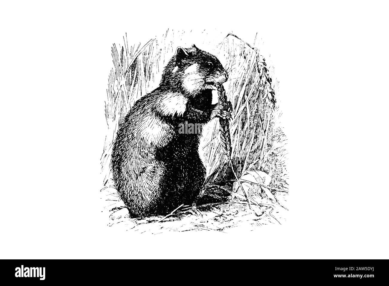 Hamster - Gravur Im Vintage-Stil, Abbildung Von 1880-1 Stockfoto