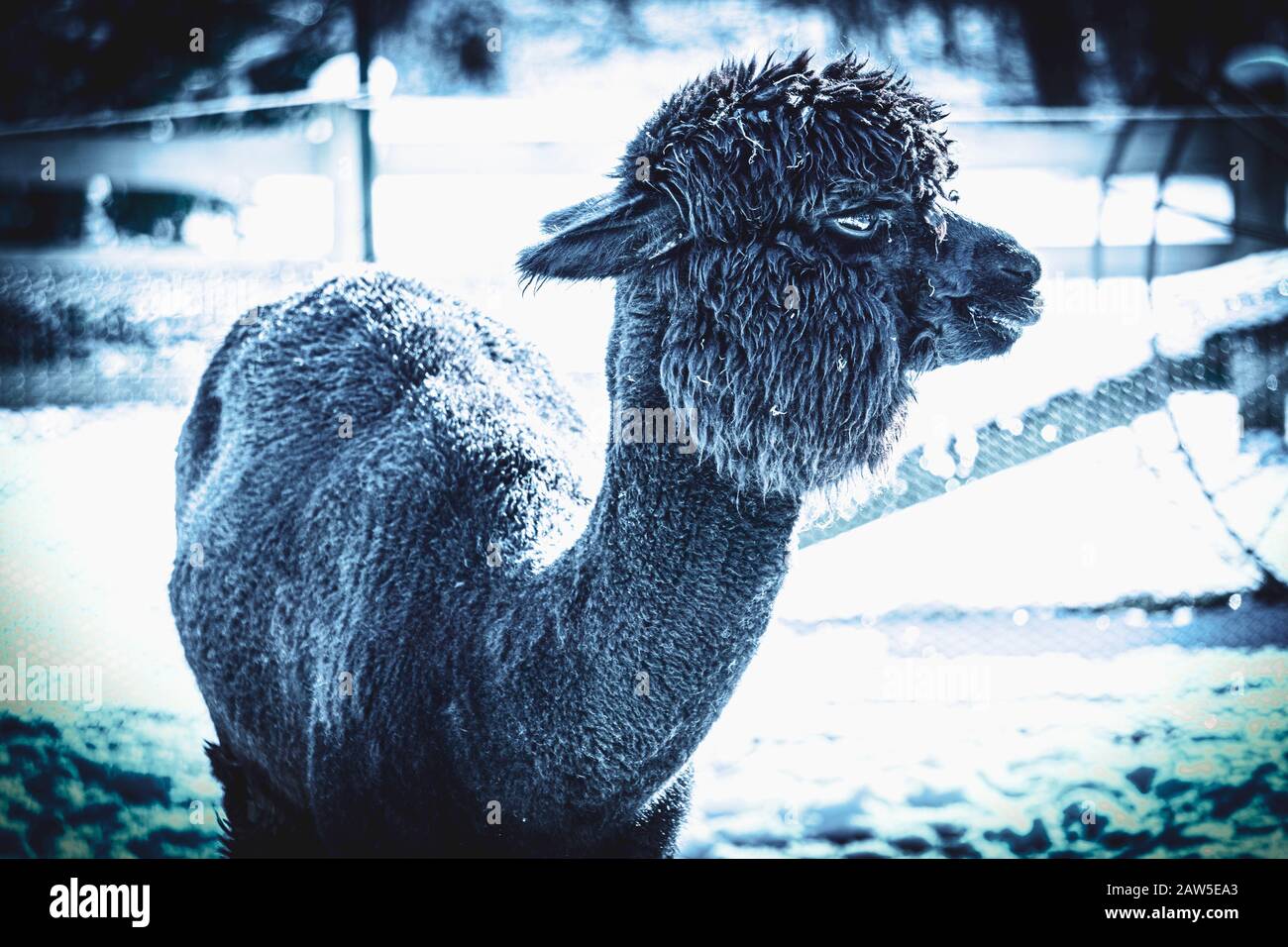 Schwarzer alpaca-Kunstlook Stockfoto