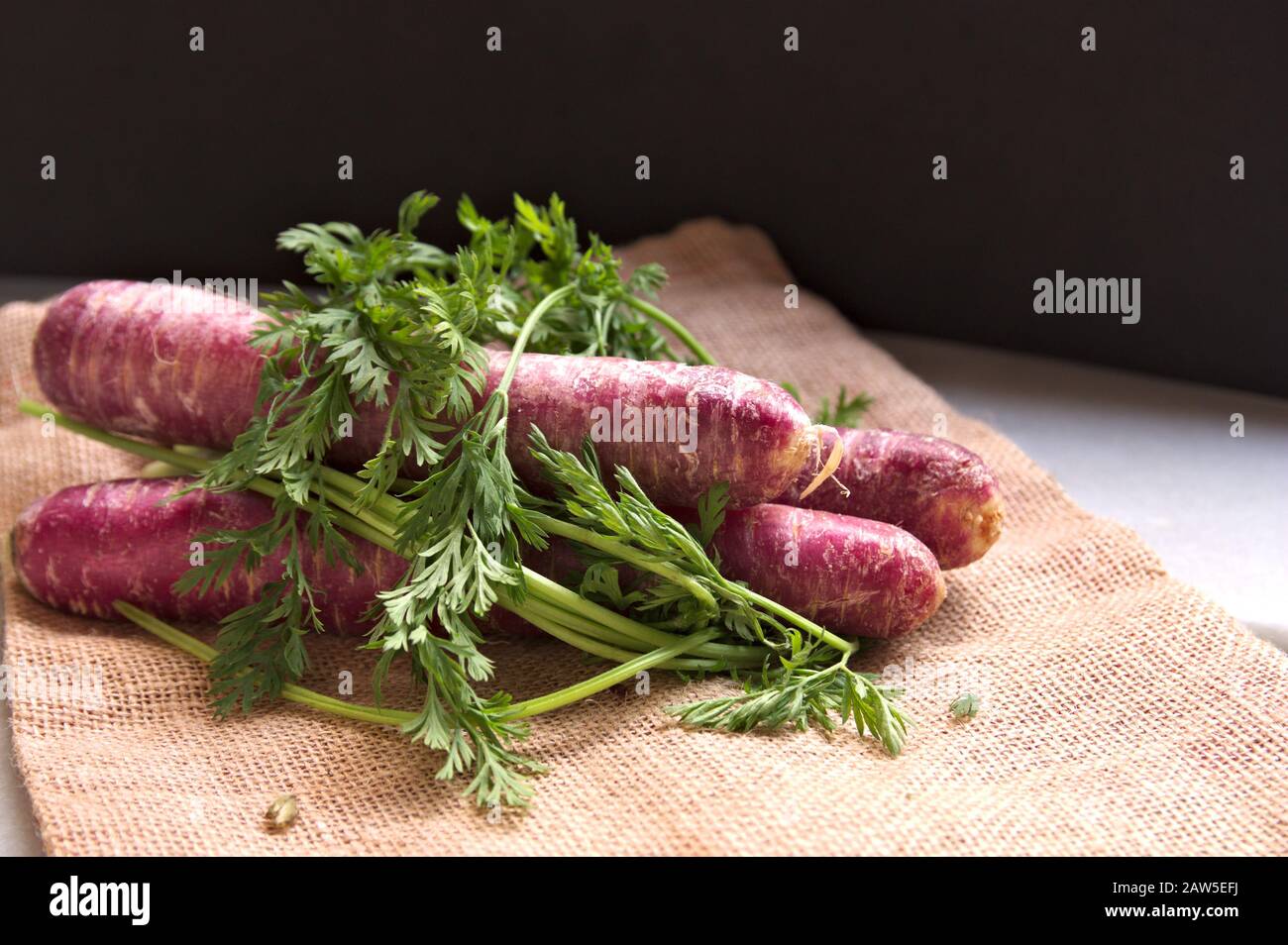 Violette Karotten, mit Karottenästen umhüllt, auf einem Sack aus natürlichem braunem Burlapptuch. Dunkler Hintergrund mit natürlichem Fensterlicht Stockfoto