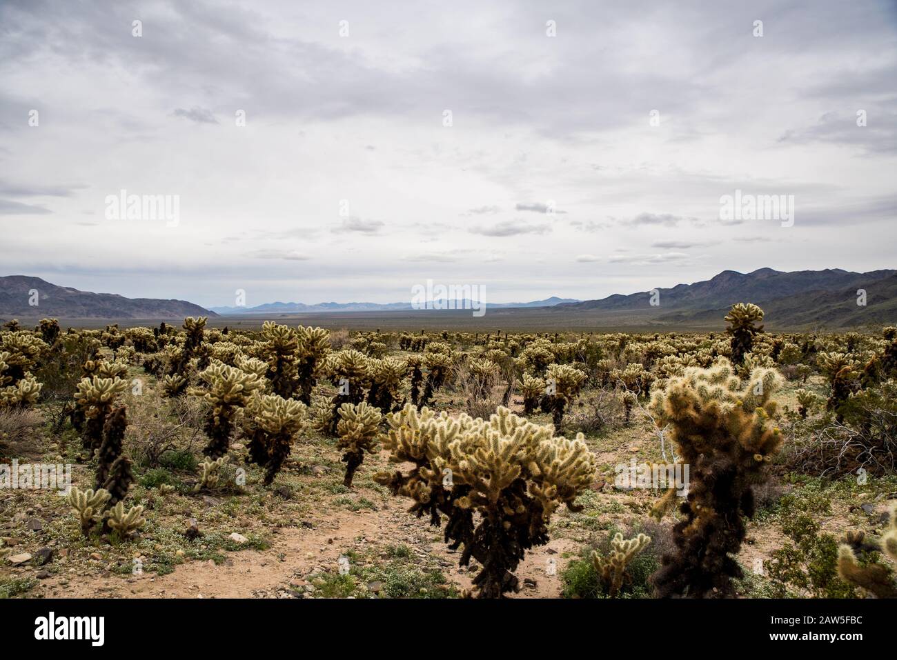 Cholla Kaktus Feld durch Hügel unter Scheidewolken enthüllt Sonnenlicht Stockfoto