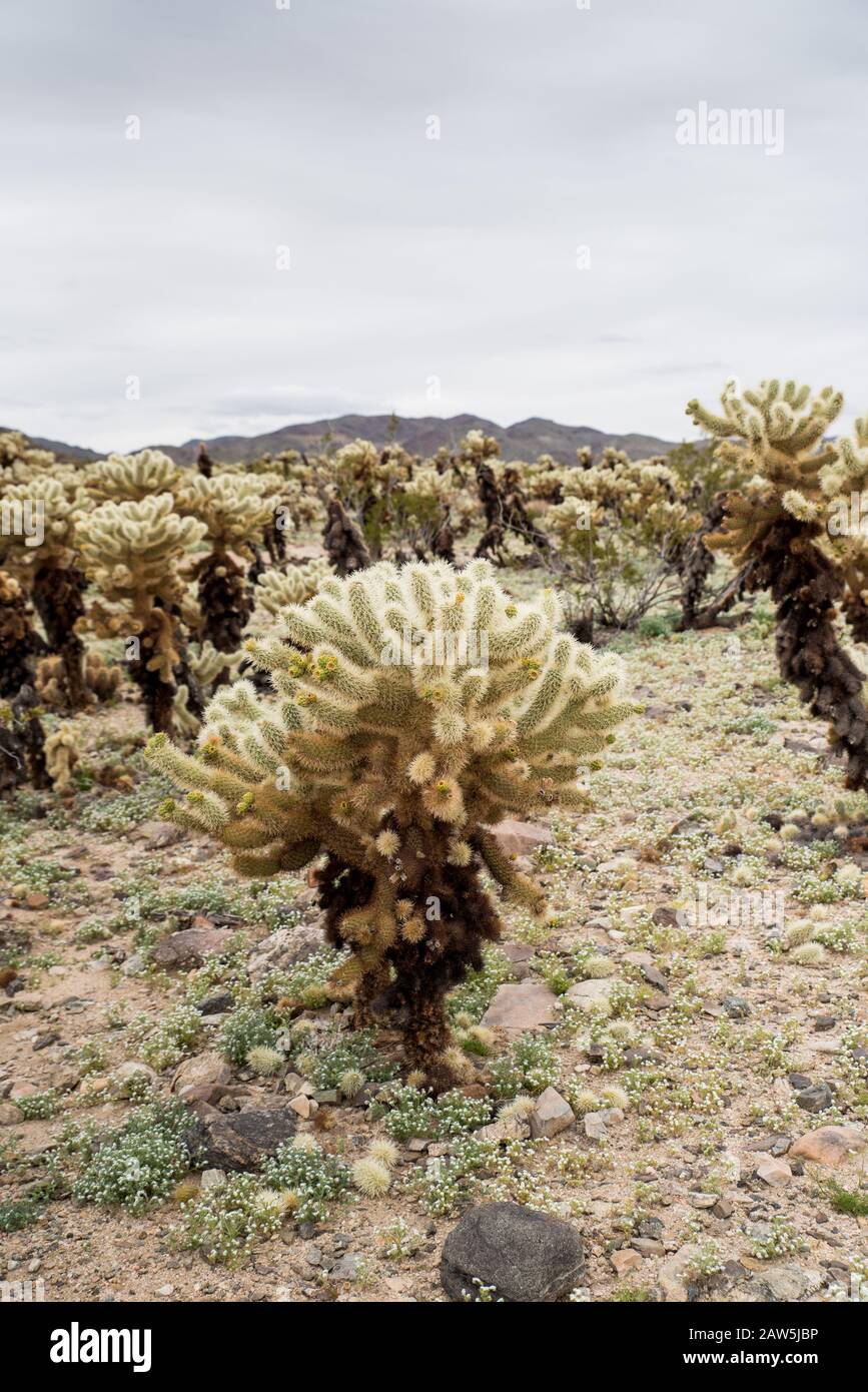 Cholla Kaktus in der Sonne in der Wüste mit weit entfernten Hügeln beleuchtet Stockfoto