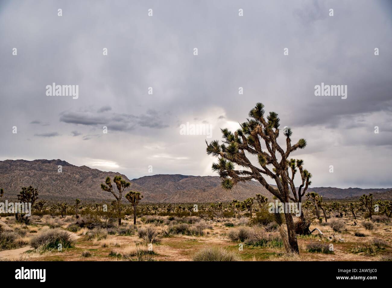 Joshua Bäume verbreiten sich auf Wüstenlandschaft unter bewölktem Himmel durch Hügel Stockfoto