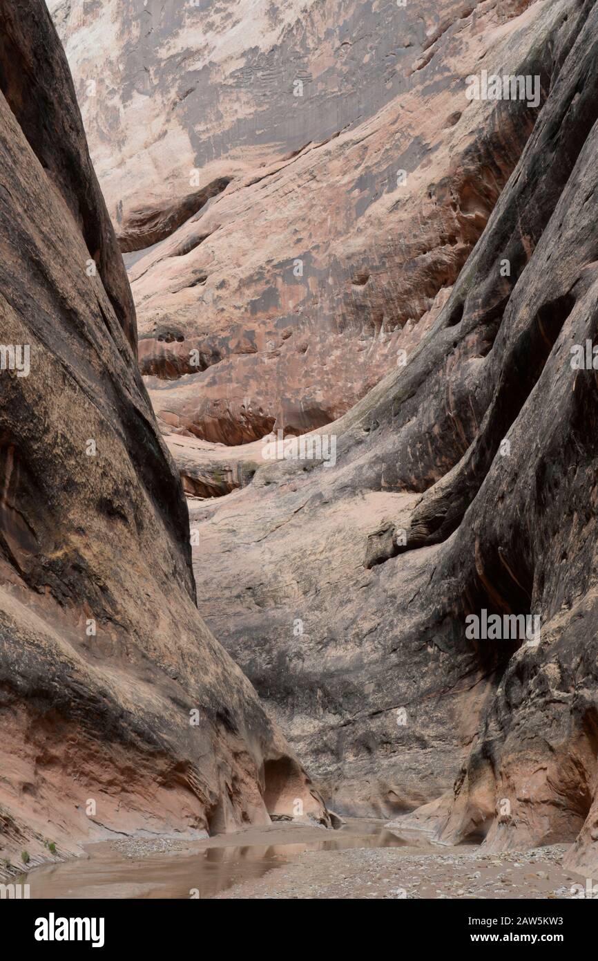 Felsrippen im Inneren der Waterpocket Fold in Halls Creek Narrows. Stockfoto