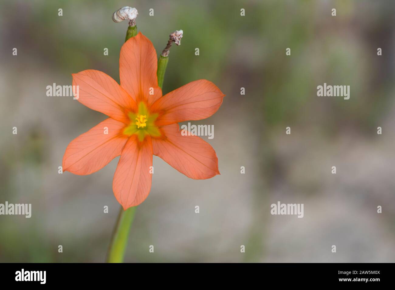 Moraea Faccida, eine orange-gelbe Blume, die gemeinhin als einblättrige Cape Tulip bekannt ist. Heimisch in Südafrika, aber ein giftiges Unkraut in Südaustralien. Stockfoto