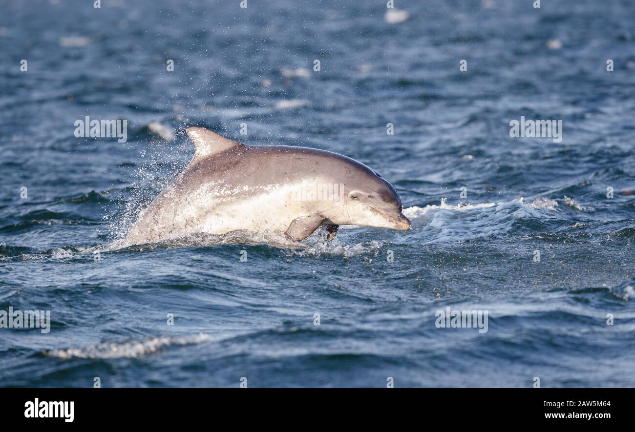 Junge Tümmler, die sich im Sonnenschein über das Bleichen im Delfine beim Fischfang aufhalten Stockfoto