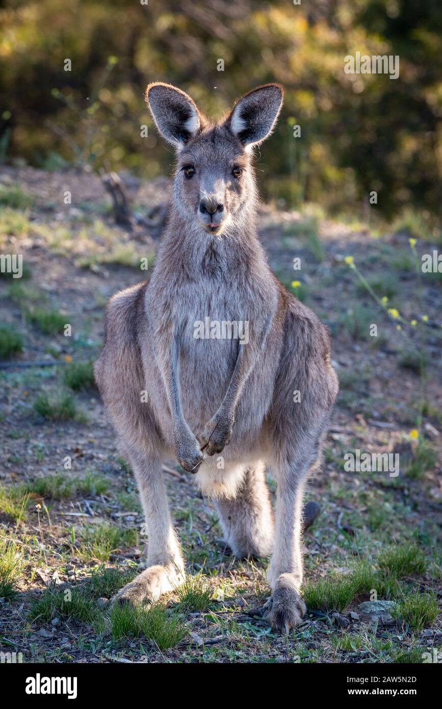 Ostgraues Kangaroo füttert in Buschland, Outback, Australien. Stockfoto