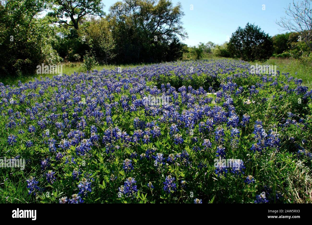 Bluebonnets auf dem Höhepunkt ihrer Blüte auf einem Feld im Lady Bird Johnson Wildflower Center in Austin Texas USA. Stockfoto