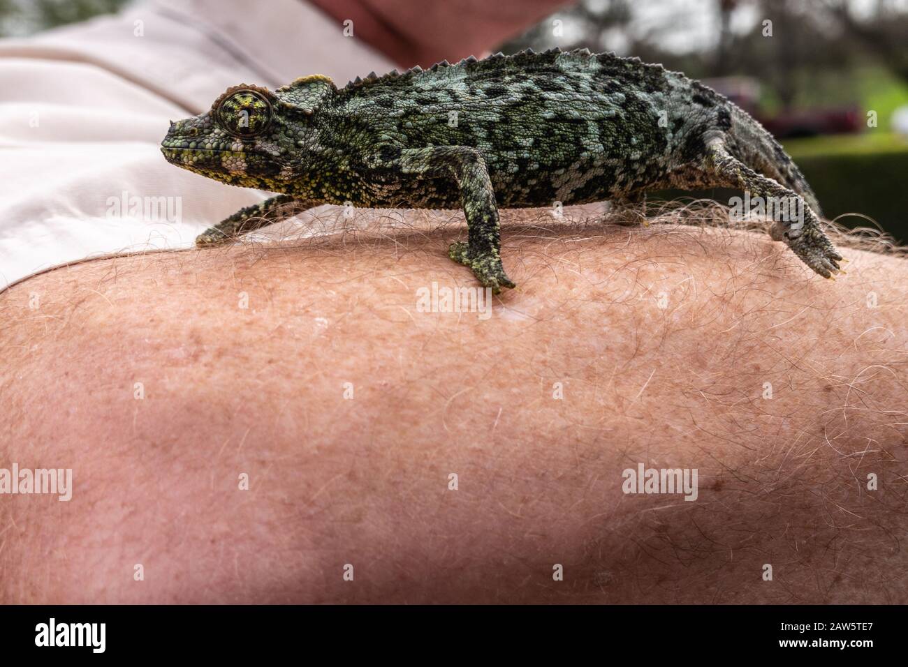 Waimea, Hawaii, USA. - 15. Januar 2020: Hauptniederlassung der Parker Ranch. Nahaufnahme von wildem Chamäleon mit grünem Hide Crawls auf behaartem weiß-braunem Unterarm. Stockfoto