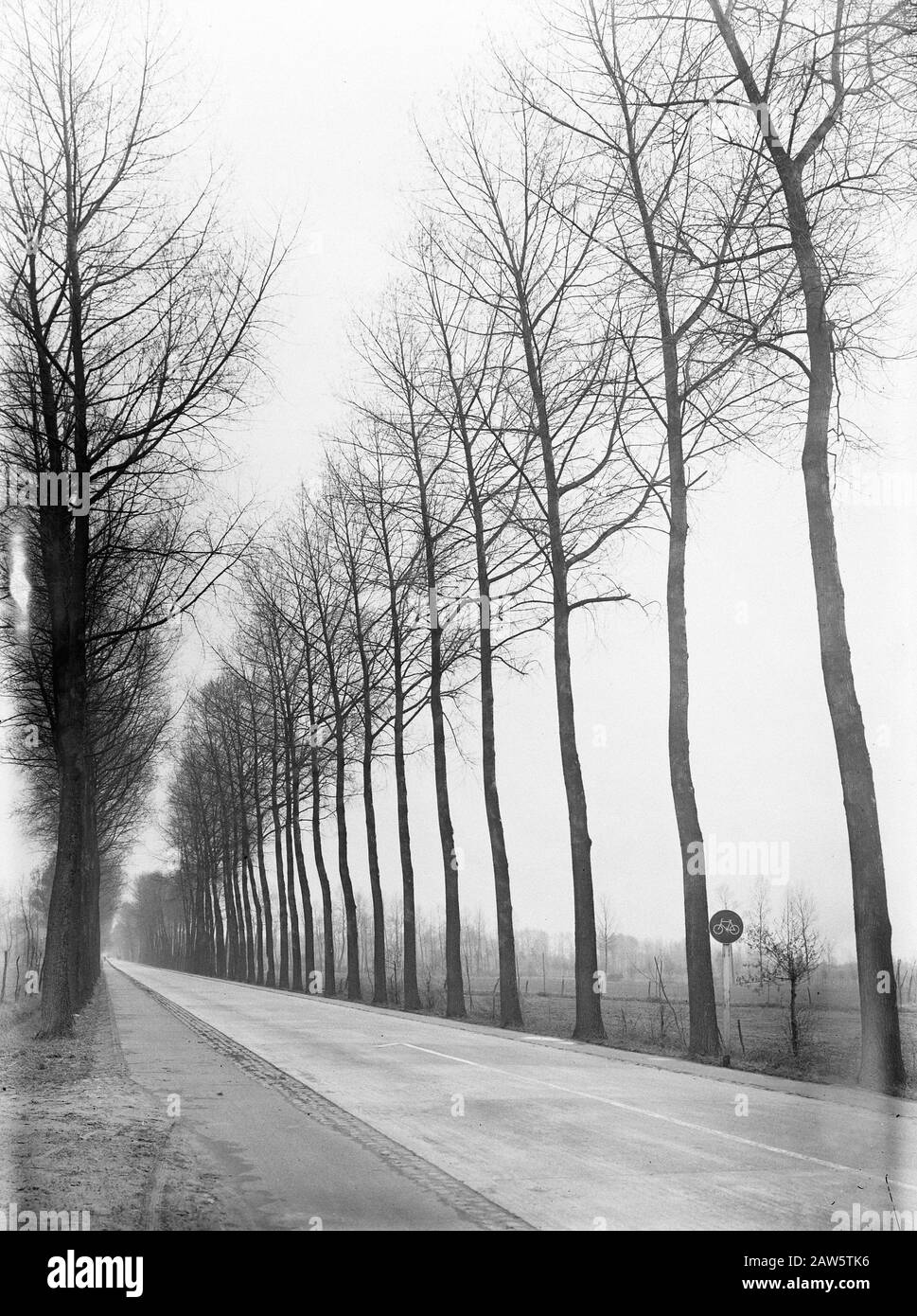 Pappel, Straßen, Populus Marilandica Datum: Undatierter Ort: Best, Boxtel Schlüsselwörter: Pappel, Straße Personenname: Populus Marilandica Urheberrechtsinhaber: National Archives Material Typ: Glas Negativ Archivbestand Nummer: Siehe Zugang 2.24.06.02 Stockfoto