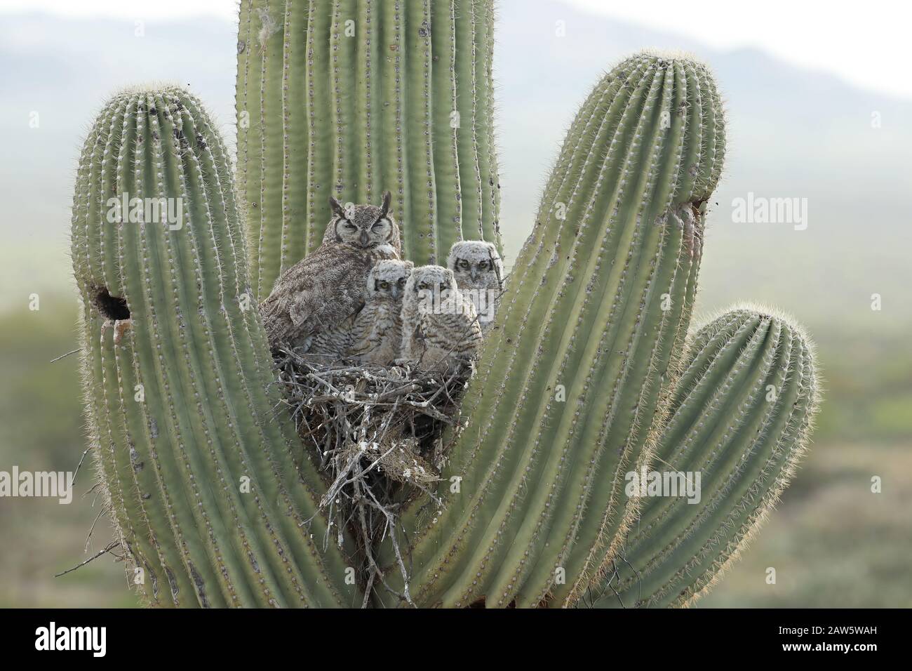 Große gemorene Eulen, auf dem Nest in Saguaro Kaktus, Arizona Stockfoto