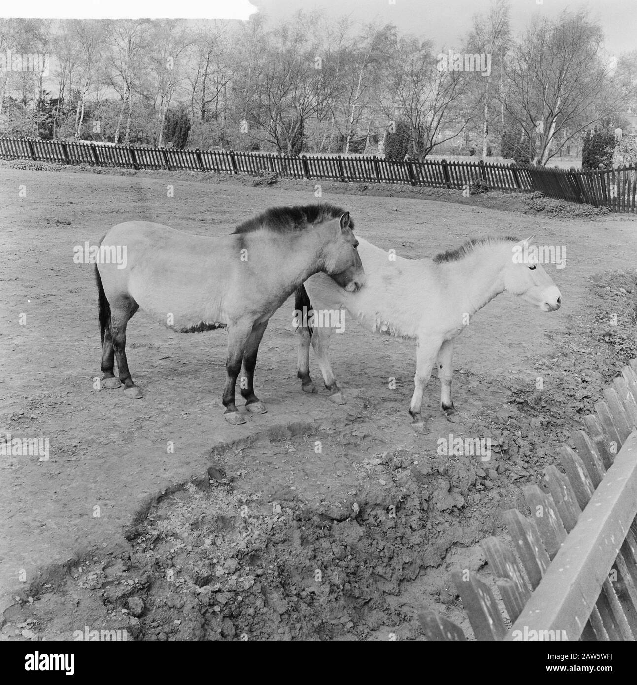 Familie Przewalski außerhalb der Schleife im Zoo von Rotterdam Datum: 14. April 1961 Schlagwörter: Tierhaine Einrichtung Name: Zoo Stockfoto