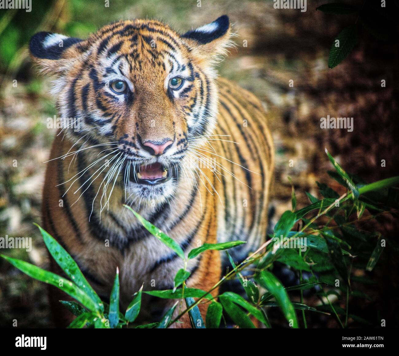 Vorderansicht des bengalischen Tigers mit teilweise geöffnetem Mund und Blick auf die Kamera. Stockfoto