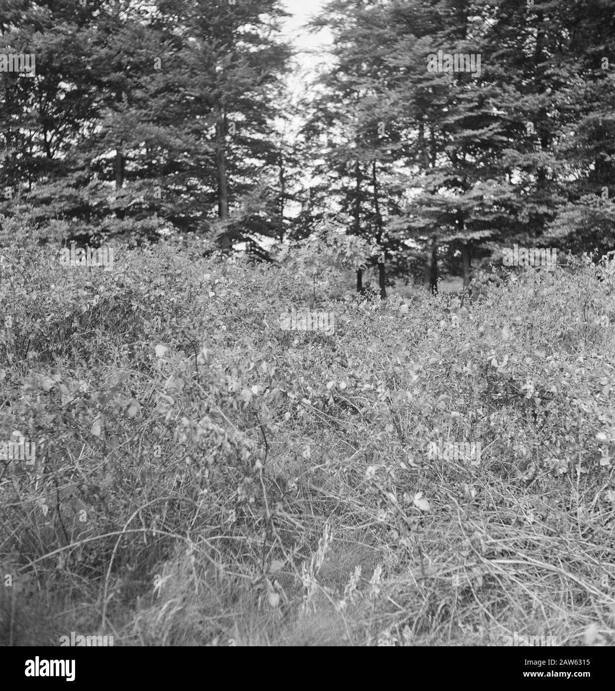Nach 17 Tagen Datum: Undatierte Stichwörter: Versprühte Pflanzen, Waldschutz Stockfoto