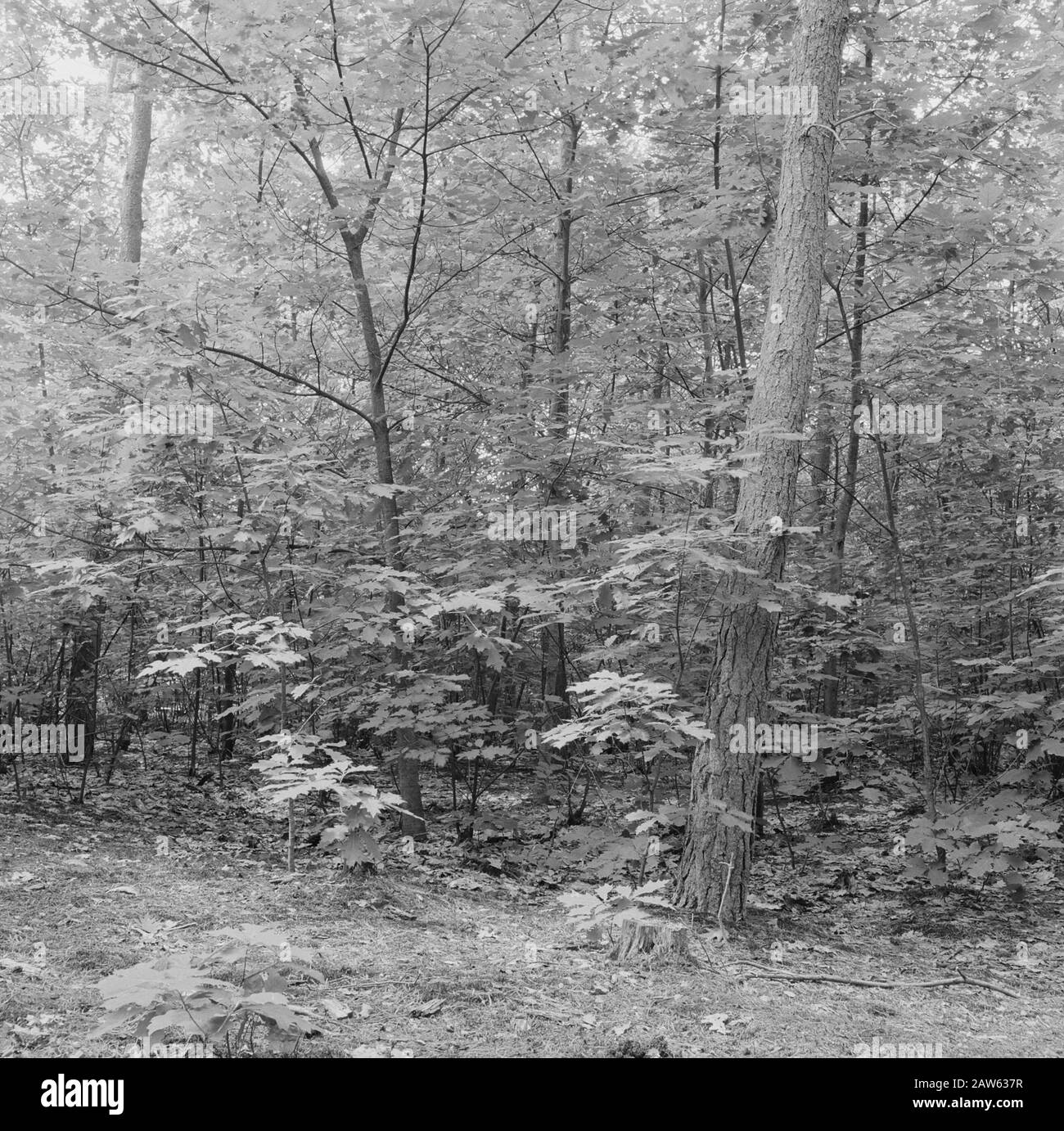 Lärche und Douglasie, picea abies Datum: Juli 1958 Schlüsselwörter: Lärche und douglas Personenname: Picea abies Stockfoto