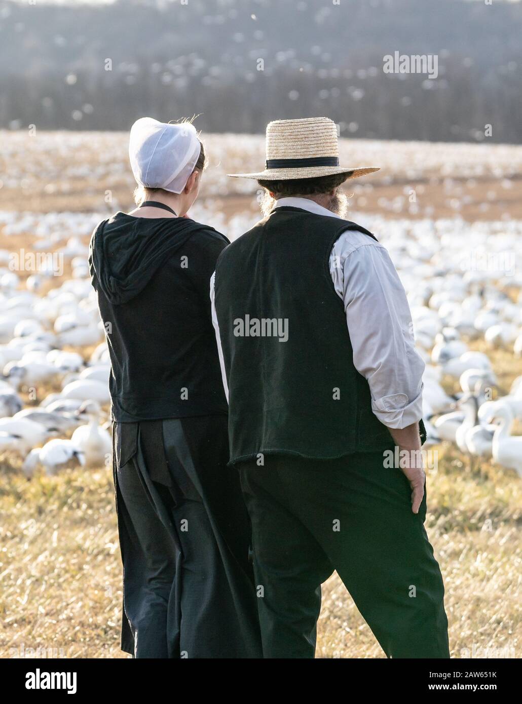 Lancaster County, Pennsylvania, USA: 3. Februar 2020: Amische Paar, das Schneegänse im Naturreservat betrachtet. Stockfoto