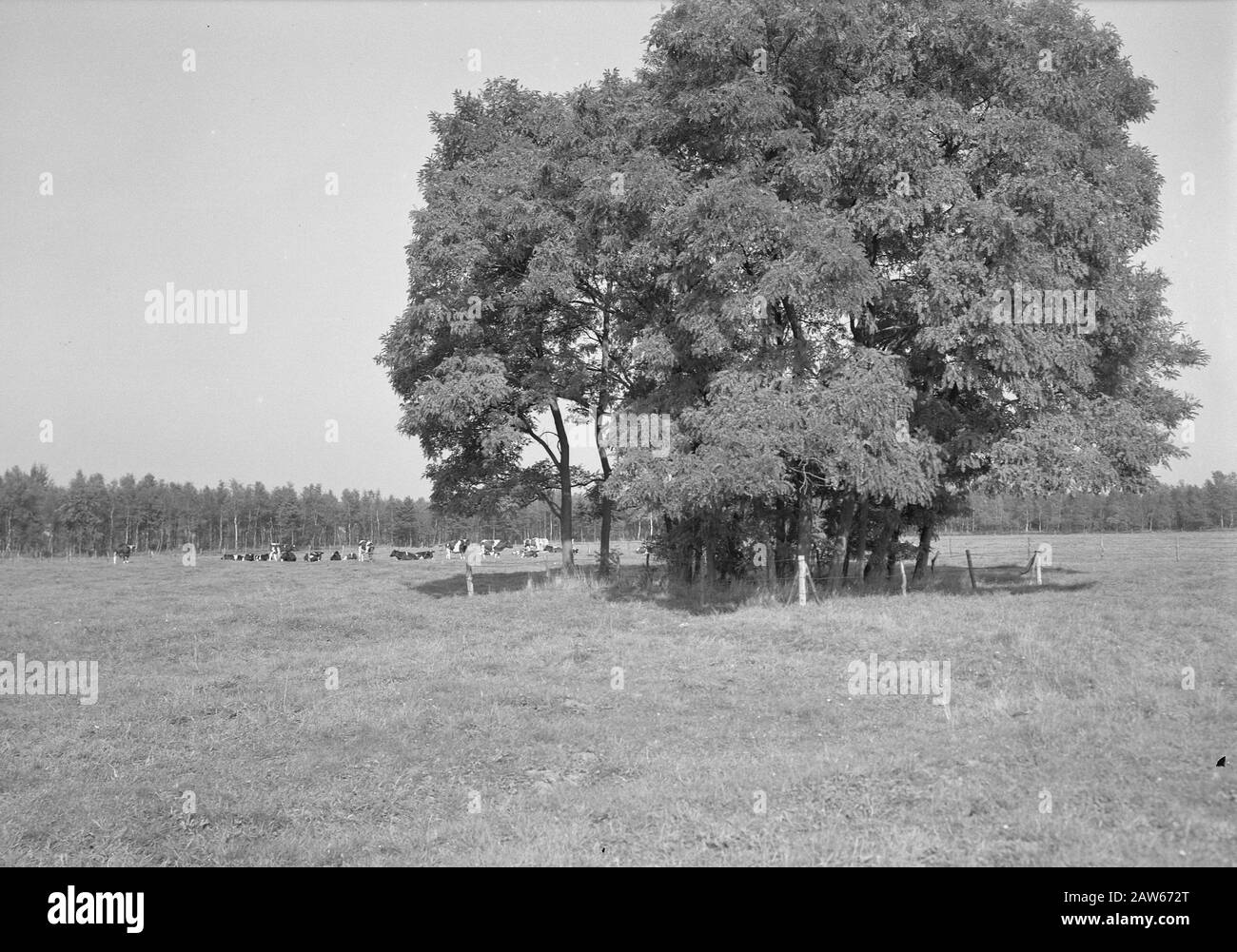 Bergbau, Weidevieh, allgemeine Bilder, Rasenplatzreportage, Kühe Datum: Undatierte Stichwörter: Allgemeine Bilder, Kühe, Bergbau, Rasenplatz Reportage, Rind in der Wiese Urheberrechtsinhaber: National Archives Materialtyp: Negative (schwarz/weiß) Archivinventarnummer: Siehe Zugang 2.24.06.02 Stockfoto