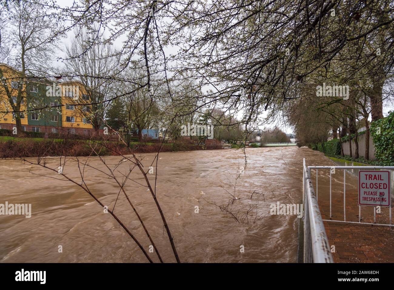 Der Cedar River nähert sich nach vielen Tagen starker Regenfälle und warmer Temperaturen dem Überschwemmungsstadium durch das Stadtzentrum von Renton und verursacht Abwanderung aus den Bergen Stockfoto