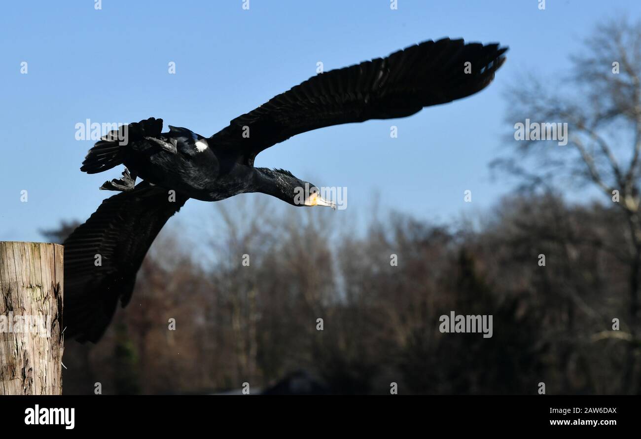 Potsdam, Deutschland. Februar 2020. Ein Kormoran startet seinen Flug an einem See. Die Ernährung besteht fast ausschließlich aus kleinen bis mittelgroßen Meer- und Süßwasserfischen. In den deutschen Binnenseen wird vor allem der Weißfisch, der oft in großen Schuhen vorkommt, geprescht. Kredit: Jens Kalaene / dpa-Zentralbild / ZB / dpa / Alamy Live News Stockfoto