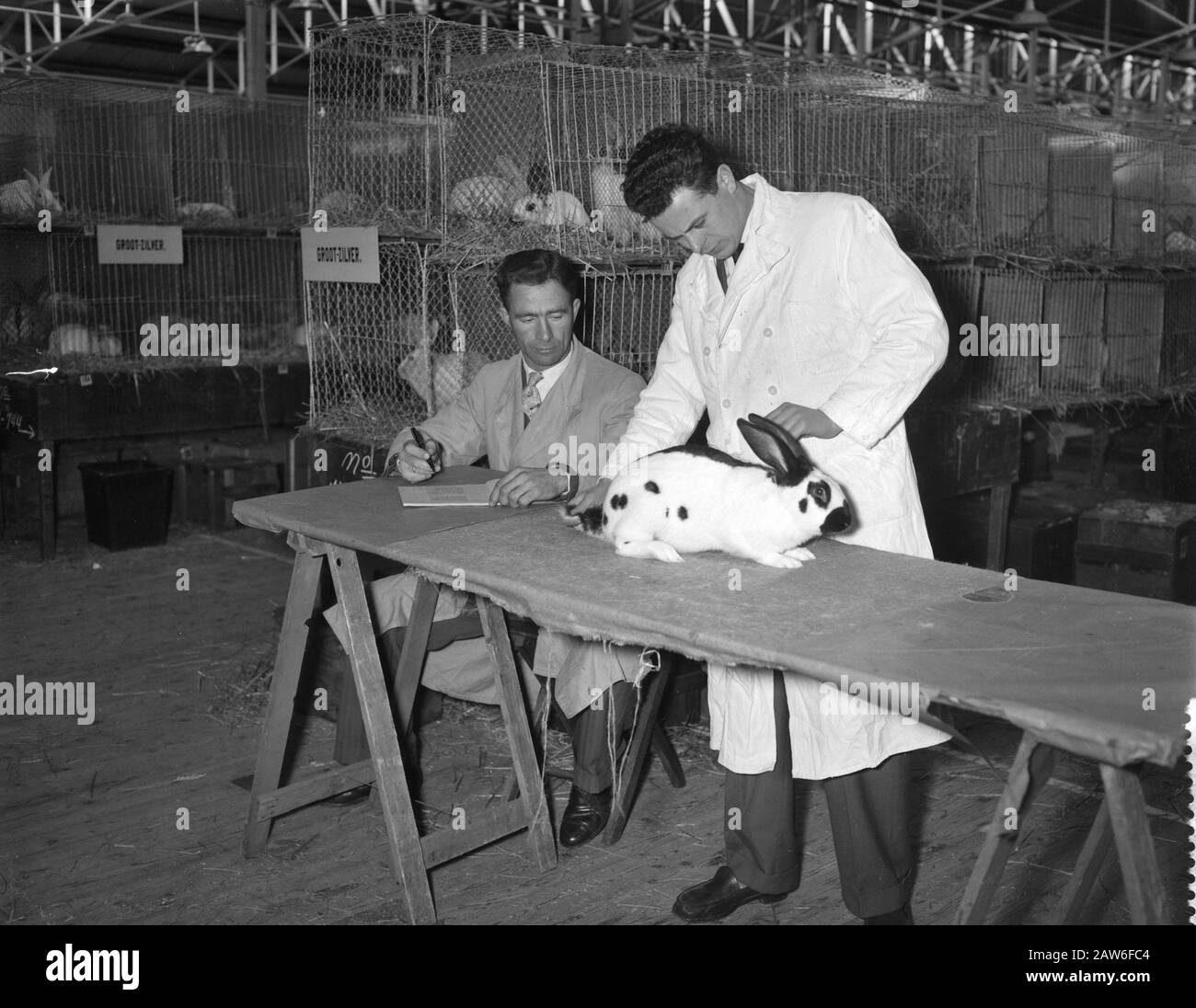 Der niederländische Rabbit Breeder Verband organisiert die Ausstellung im RAI-Gebäude anlässlich des 60. Jahrestags: 10. Januar 1958 Schlüsselwörter: Ausstellungen Institution Name: RAI Stockfoto