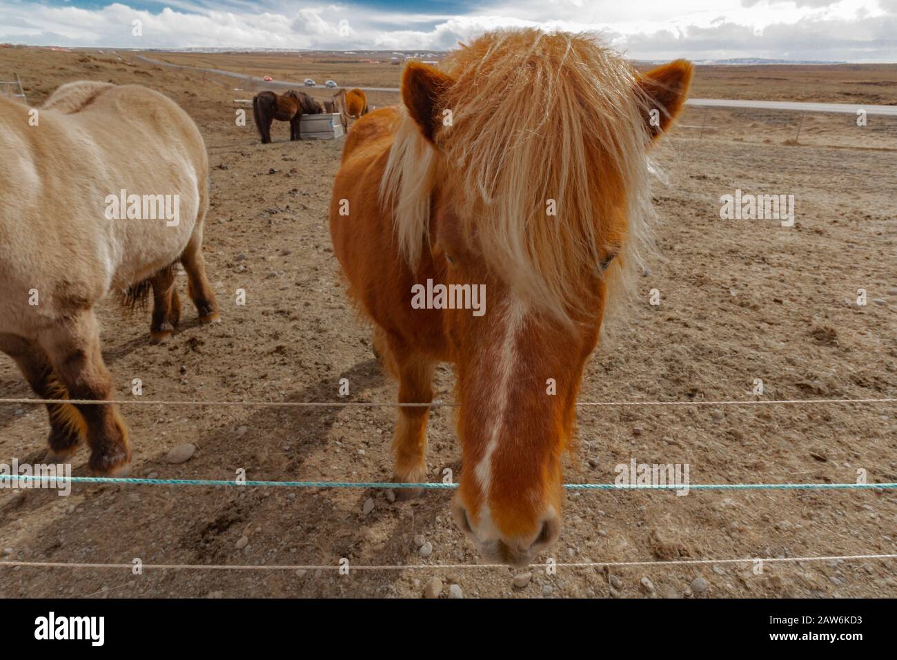 Genießen Sie das schöne Wetter, während Sie isländische Pferde auf einem Bauernfeld mit blauem bewölktem Himmel füttern. Stockfoto