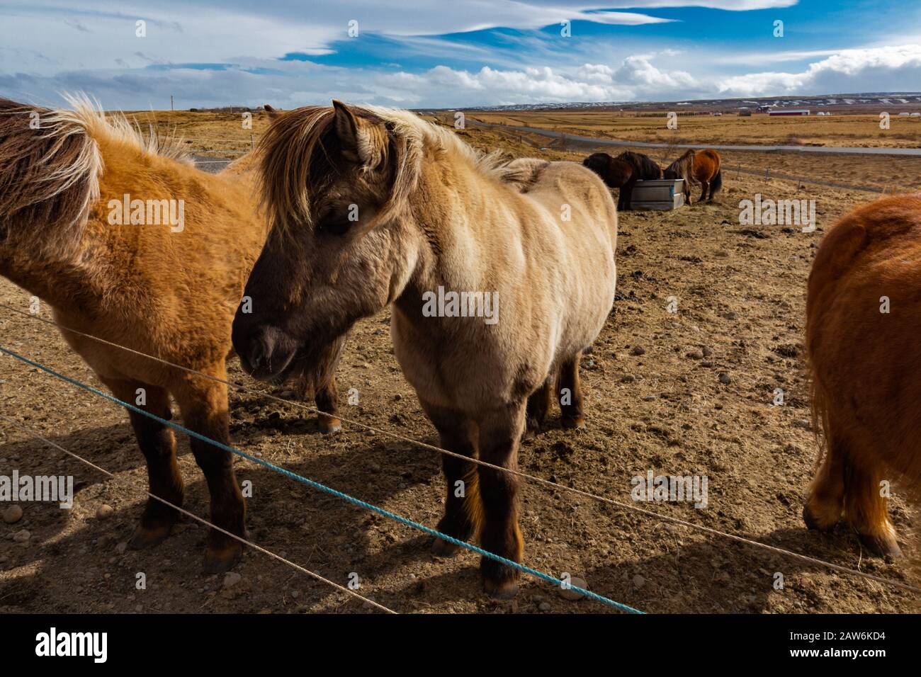 Genießen Sie das schöne Wetter, während Sie isländische Pferde auf einem Bauernfeld mit blauem bewölktem Himmel füttern. Stockfoto