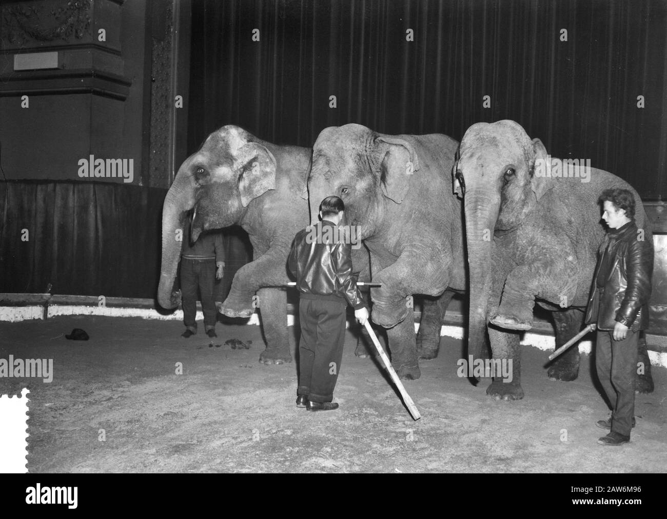 Proben für Circus Strassburger Carre, Dressur Elefantennummer Datum: 22. Dezember 1959 Schlagwörter: Dressur, PROBEN, Zirkusse Institutsname: Strassburger Circus Stockfoto