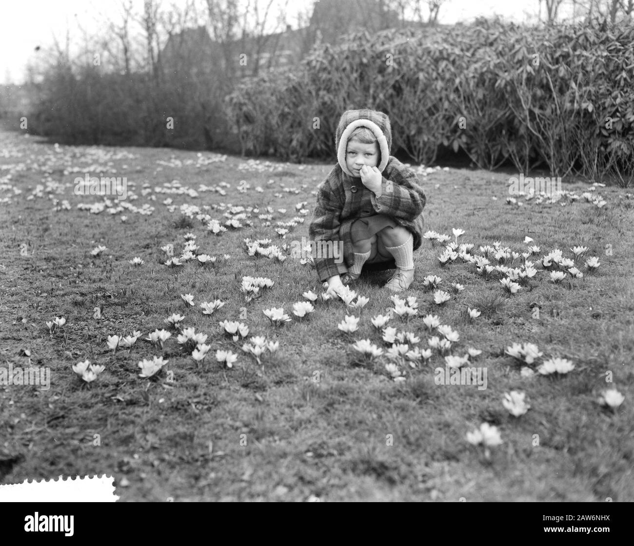 Mädchen zwischen Krokus Datum: 29. Februar 1960 Schlüsselwörter: Mädchen Person Name: Crocus Stockfoto