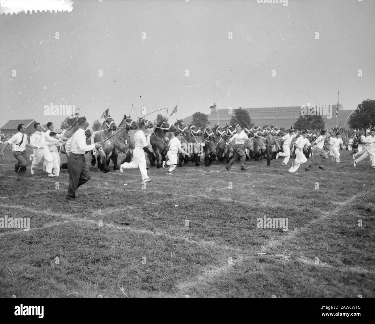National Draft Horses Days Veemarkthallen den Bosch Datum: 14. September 1960 Standort: Den Bosch Stichworten: Horses Days Stockfoto