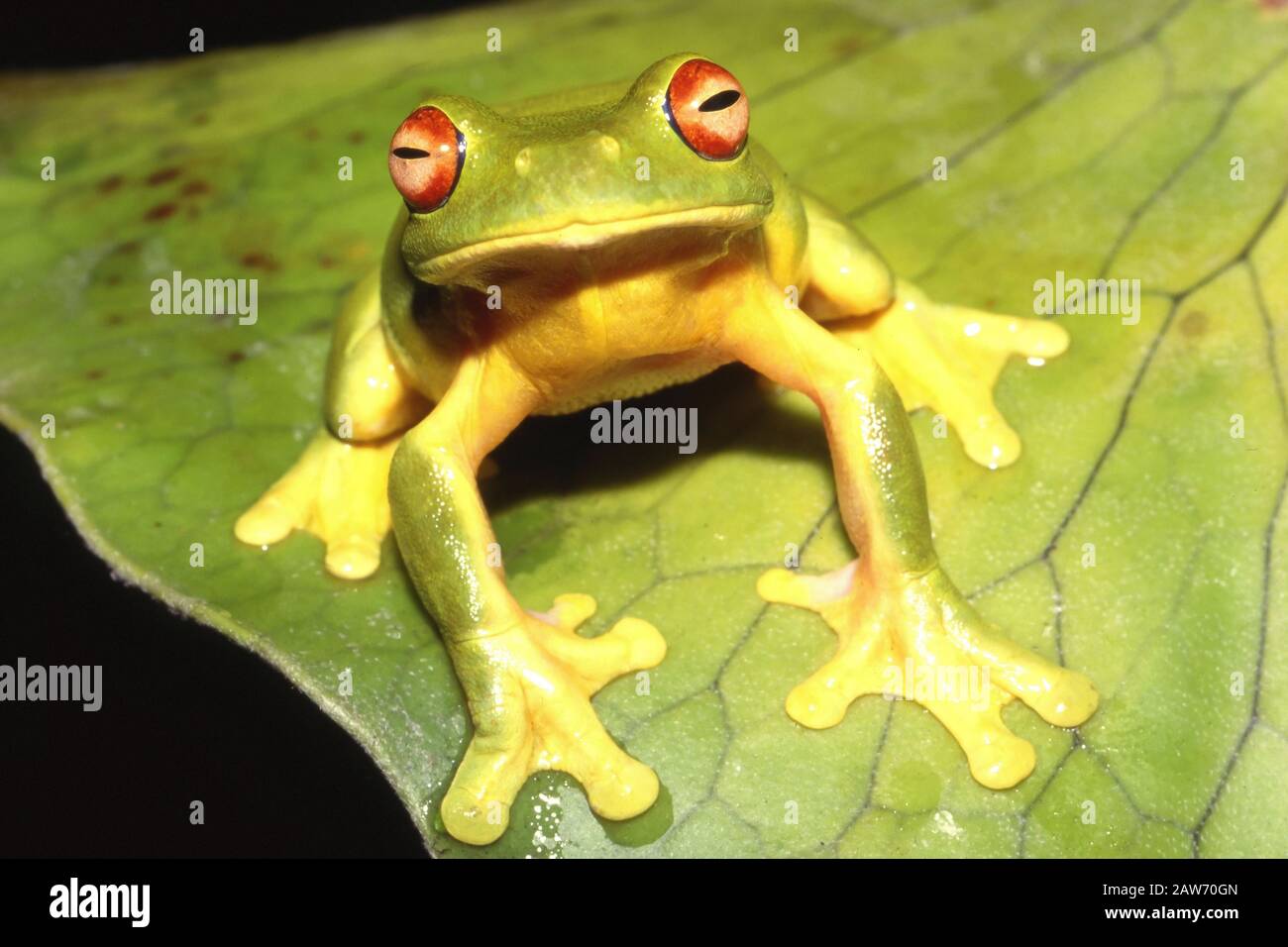 Rotäugigen Baumfrosch Stockfoto