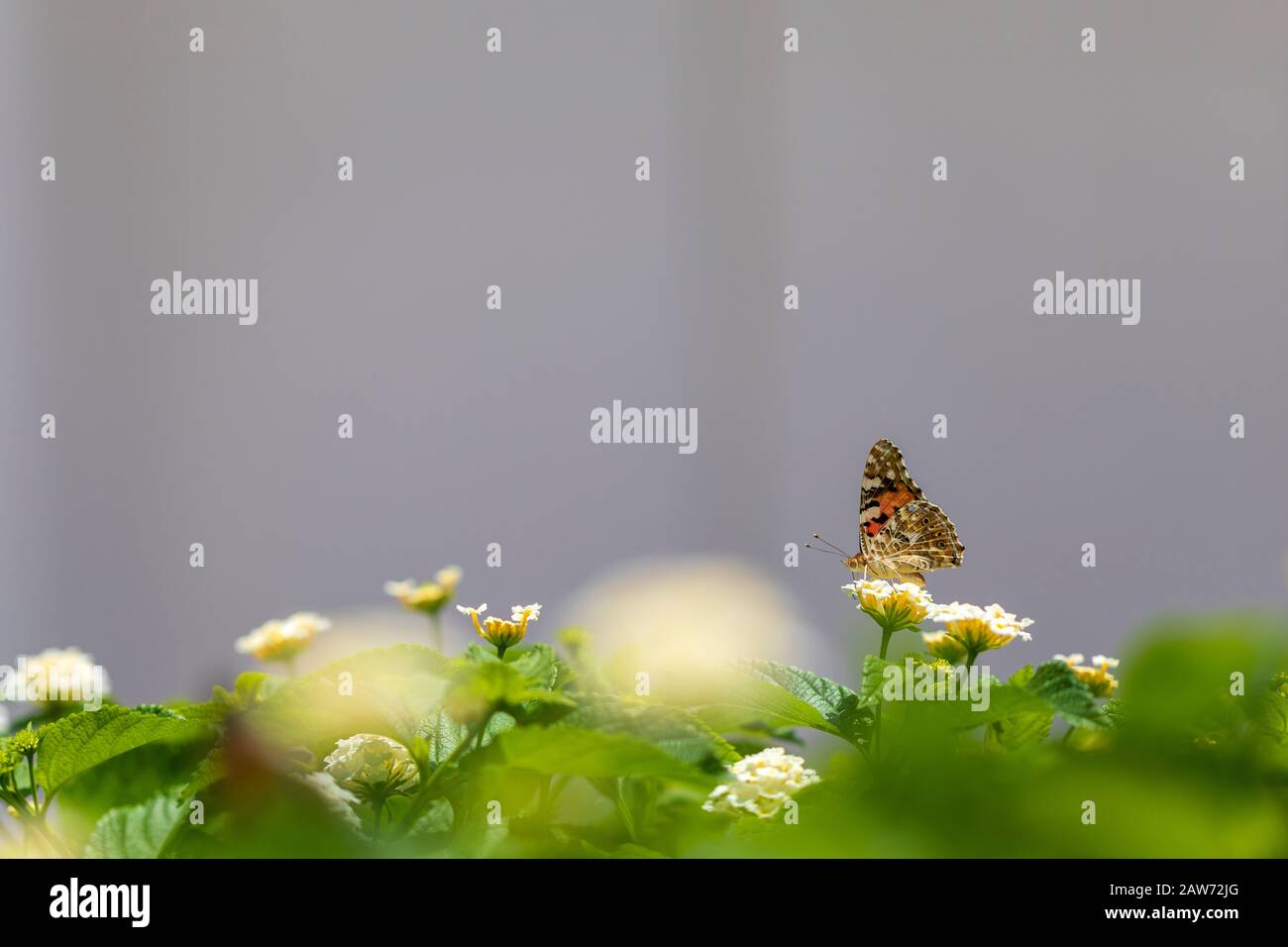 Hintergrund des Frühlings. Nahansicht eines Schmetterlings und Blumen auf verschwommem Hintergrund. Bild Stockfoto