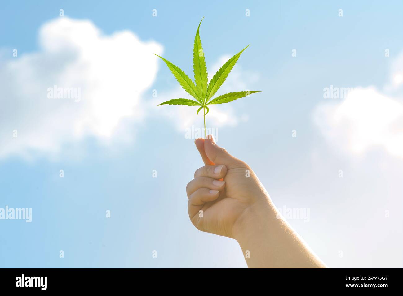 Die Natur von Cannabis blättrig gegen den Himmel. Hand hält ein Marihuanablatt am blauen Himmel. Hintergrund des Themas Legalisierung und medizinischer Hanf im wo Stockfoto