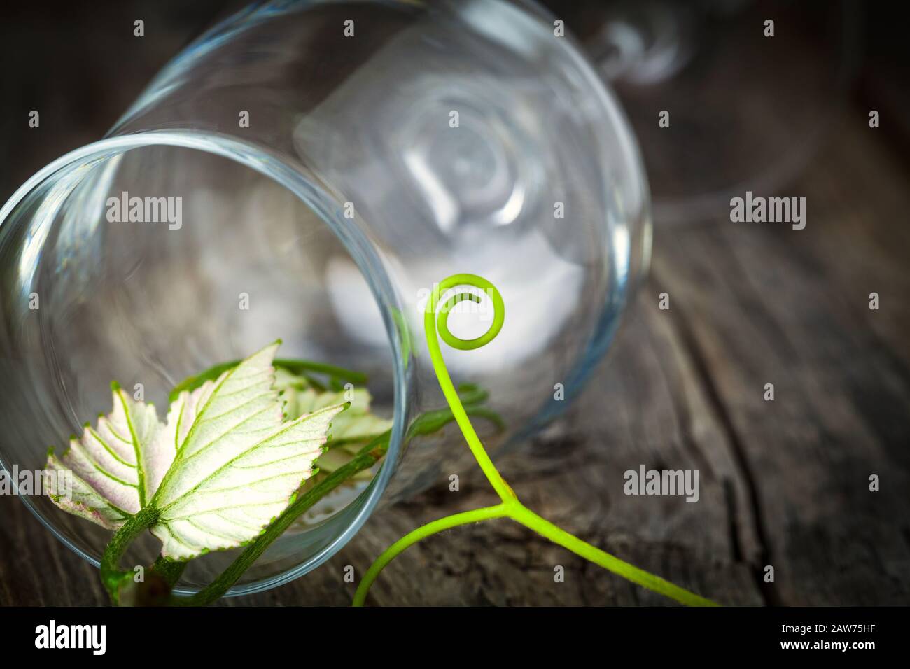 Glas mit Traubenblättern - Nahaufnahme Stockfoto