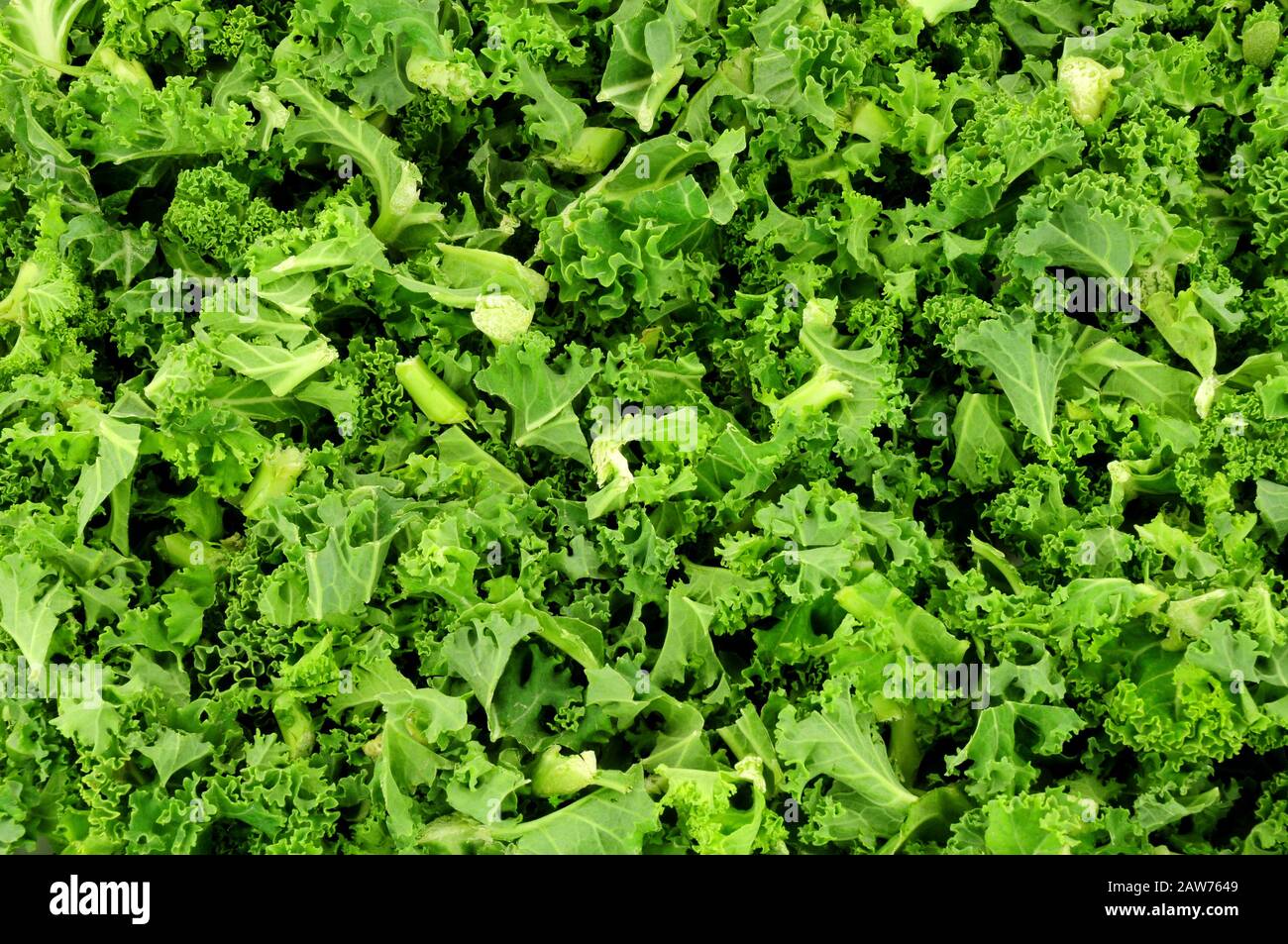Frisch gehackte grüne lockige Kale hinterlässt den Hintergrund Stockfoto