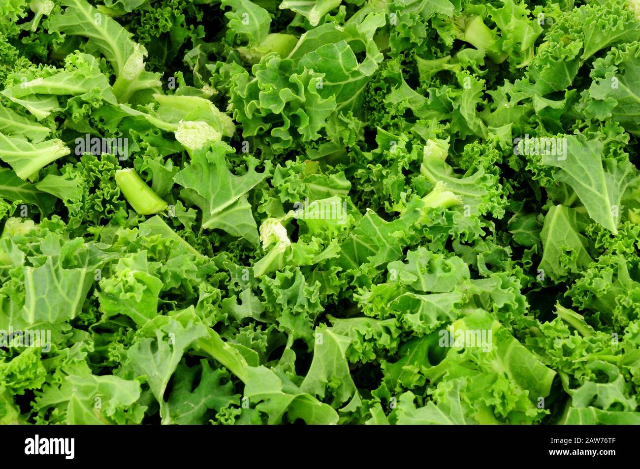 Frisch gehackte grüne lockige Kale hinterlässt den Hintergrund Stockfoto
