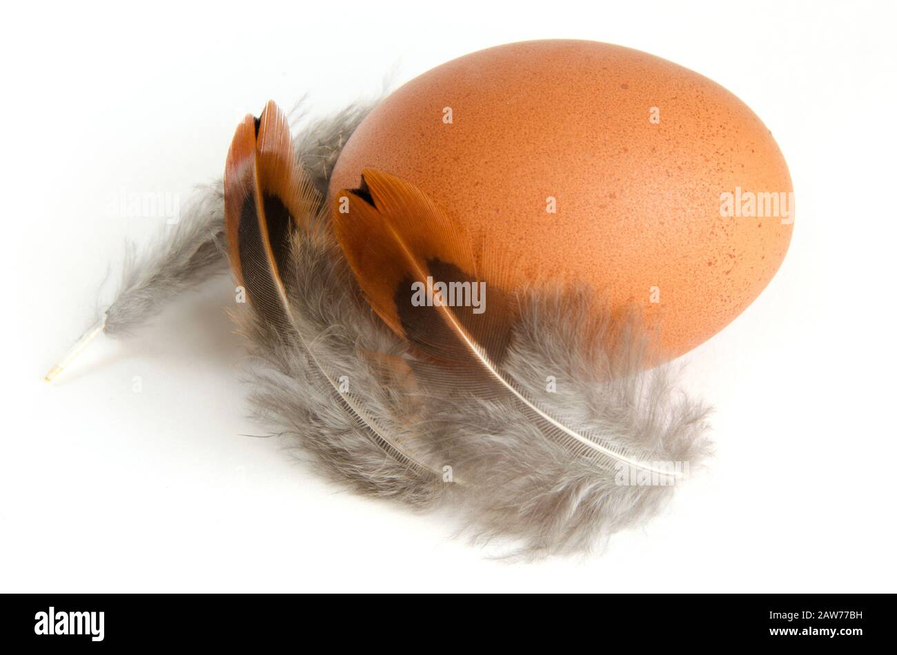 Hausgemachtes Hühnerei auf weißem Hintergrund mit Schatten. Mit einer farbigen Feder eines Vogels. Stockfoto