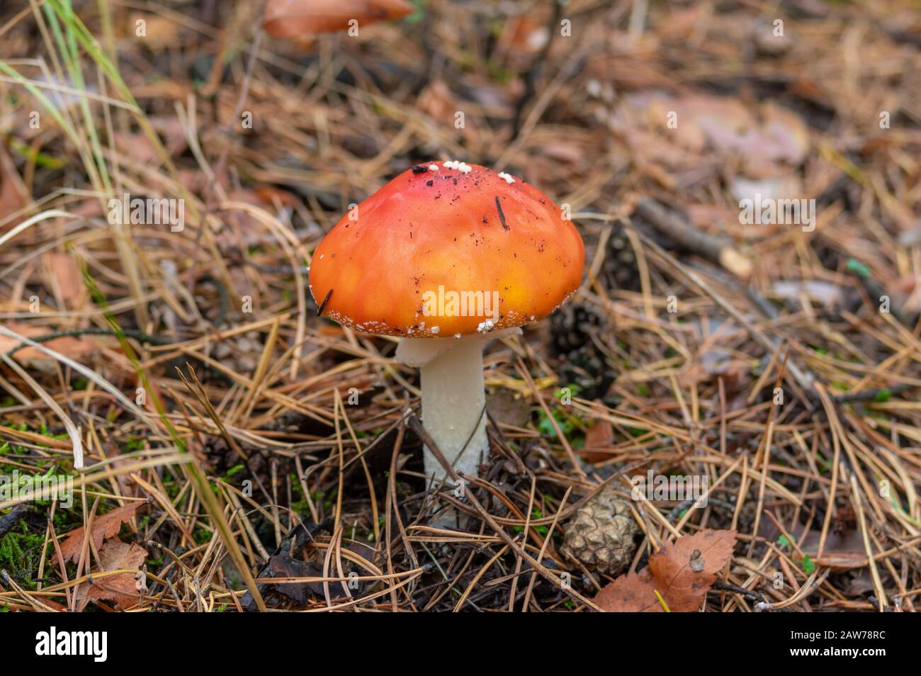 Junge einsame amanita Muscaria (fliege agarisch) in einem herbstlichen Kiefernwald Stockfoto