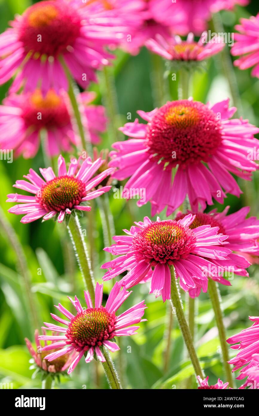 Echinacea Delicious Candy = "Noortdeli" (PBR) (d) Coneblower Delicious Candy Stockfoto